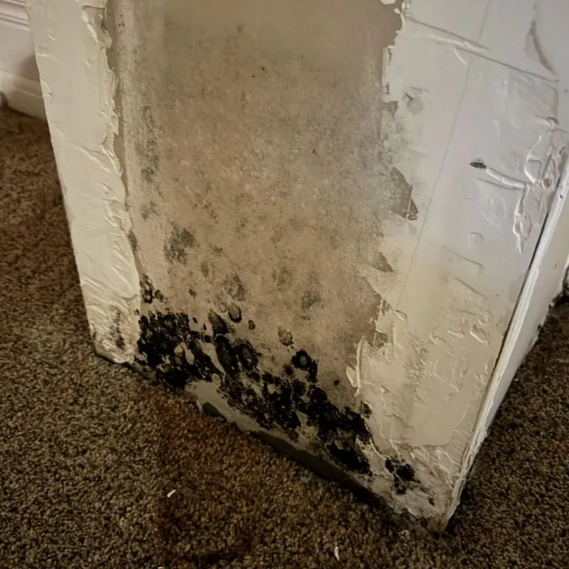 Professional Mold Removal in Moraine, OH